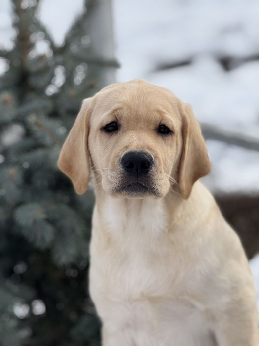 Цуценята лабрадора ретривера!