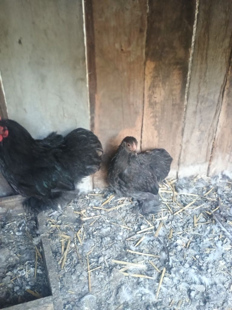 Kochiny miniatura para 70 zł