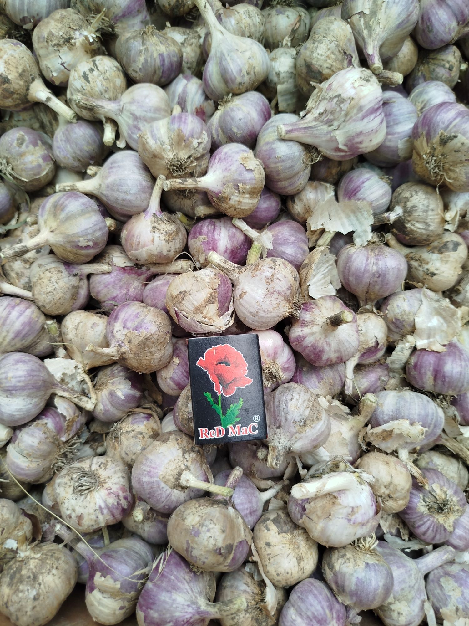 Озимий часник, часник любаша