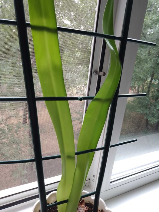 Лилия комнатный цветок - оранжевые цветки