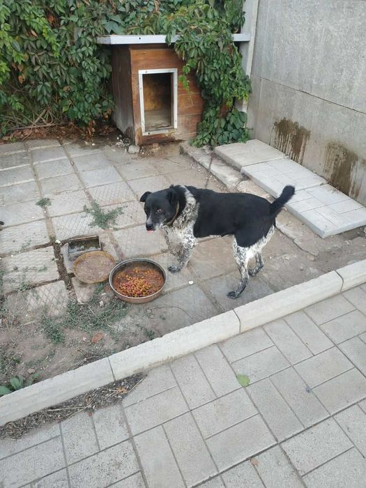 Шукаємо новий дім для собаки у зв'язку з евакуацією
