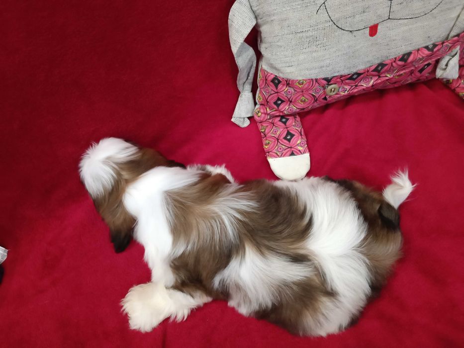 Неймовірні дівчата ши тцу у найкращі ручки КСУ ( FCI )