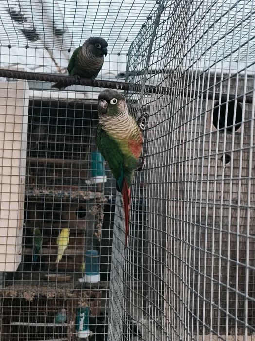 Ring neks reprodutores