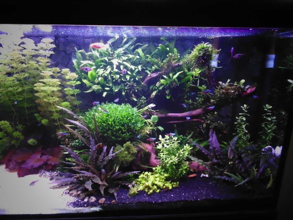 Duża porcja różnych roślin zamienię