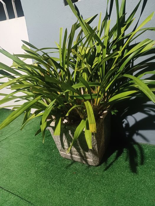 Vendo vaso  em cimento com orquídea