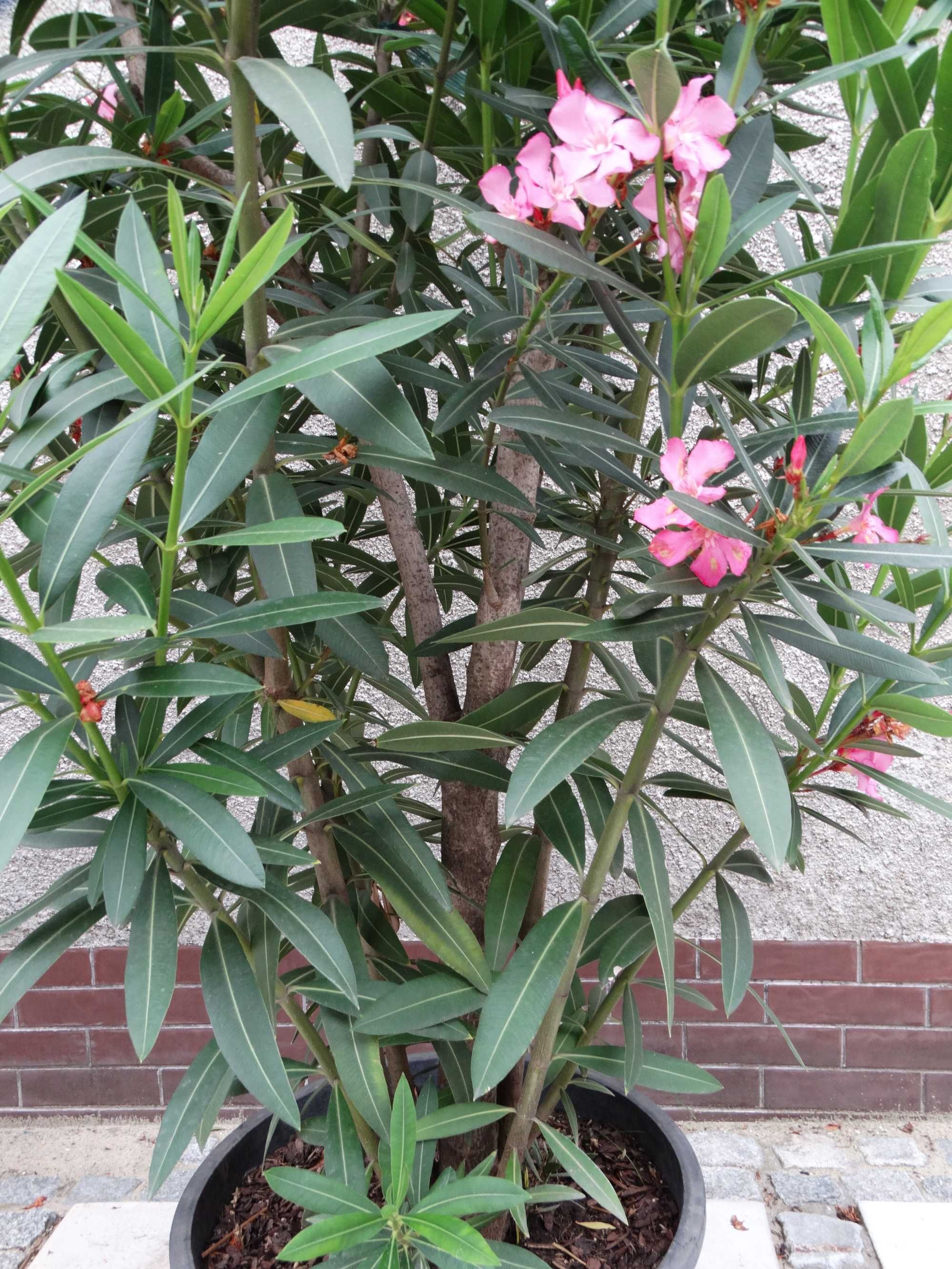 Oleander wysoki 230cm