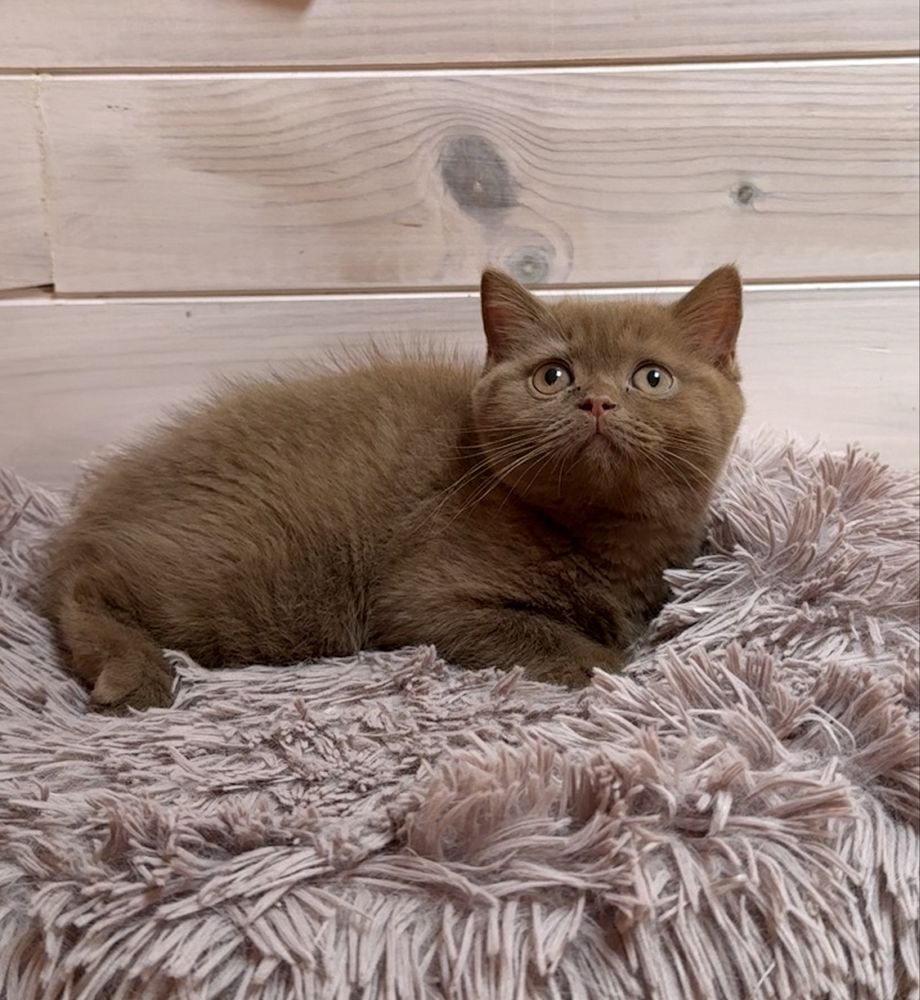 Gatinha british shorthair canela