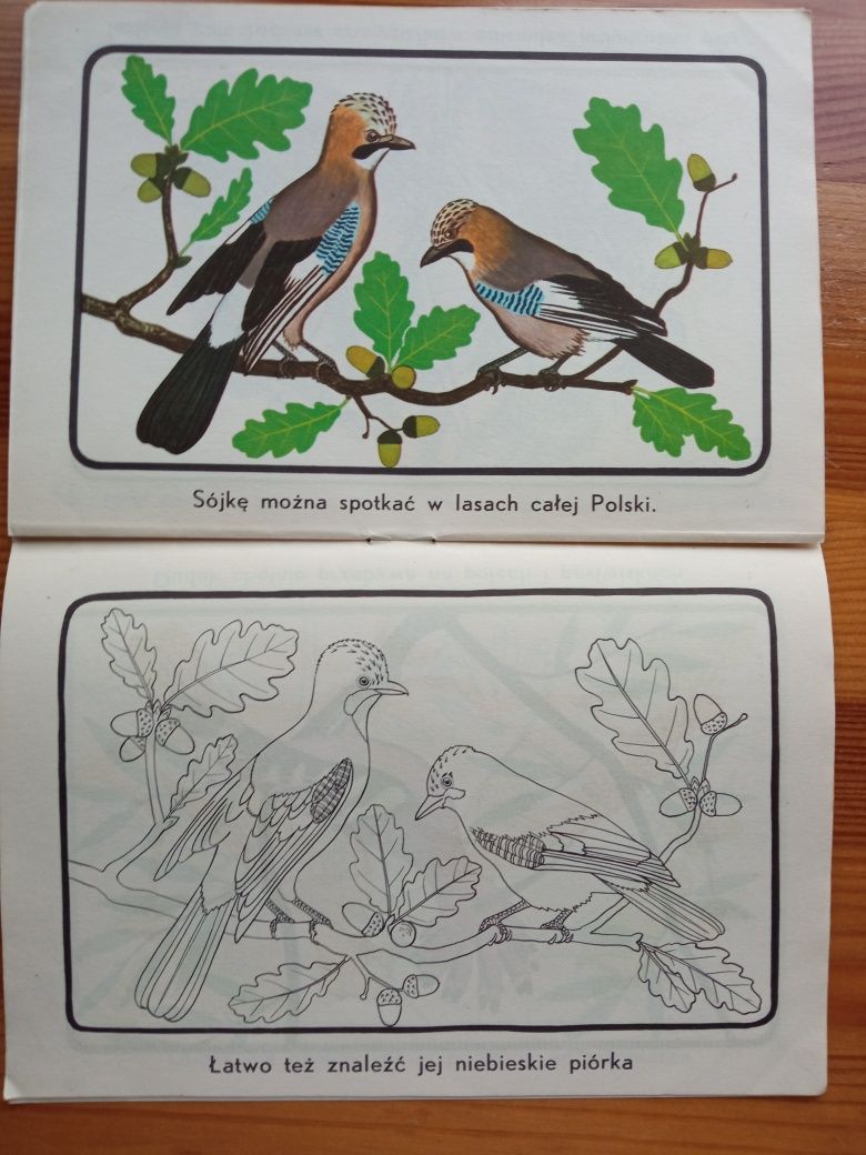 Obrazki do kolorowania z 1977 roku - Nasze ptaki