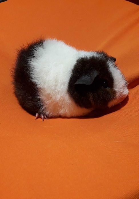 Морська свинка,  морські свинки.