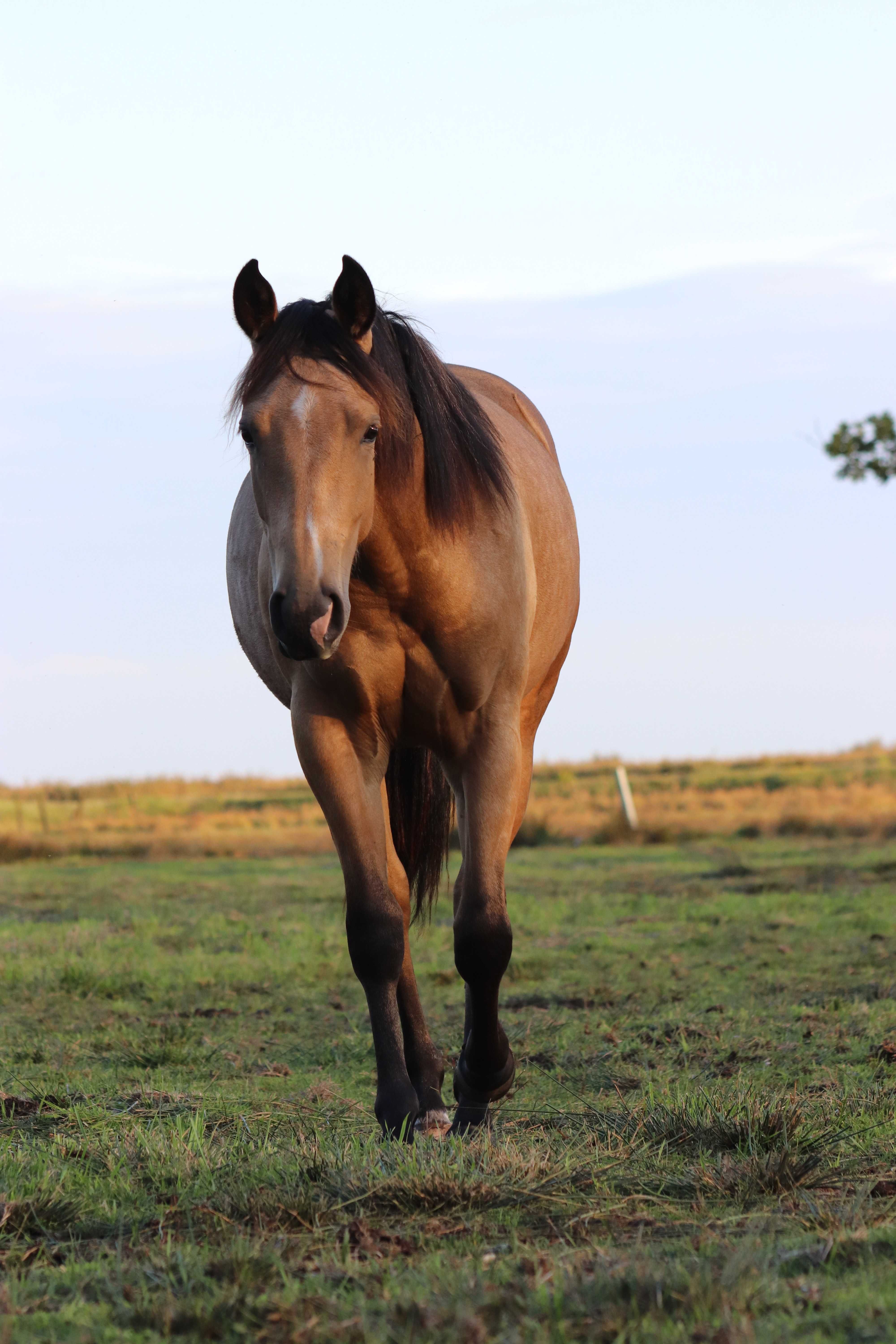 Ogier rasy Quarter Horse,  żrebak,  Maj 2022