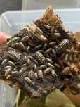 Armadillidium gestroi 12szt isopody