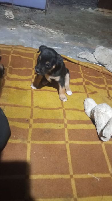 Цуценята амстаф шукають сімю