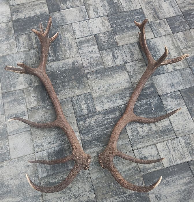 Poroże zrzuty jelenia para 7.6kg, tyki, rogi, zrzut, prezent wesele,