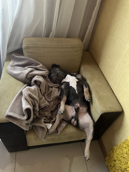 Вязка французкий бульдог