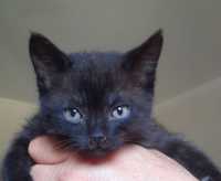 Котята 1.5 мес черный котенок чорне кошеня