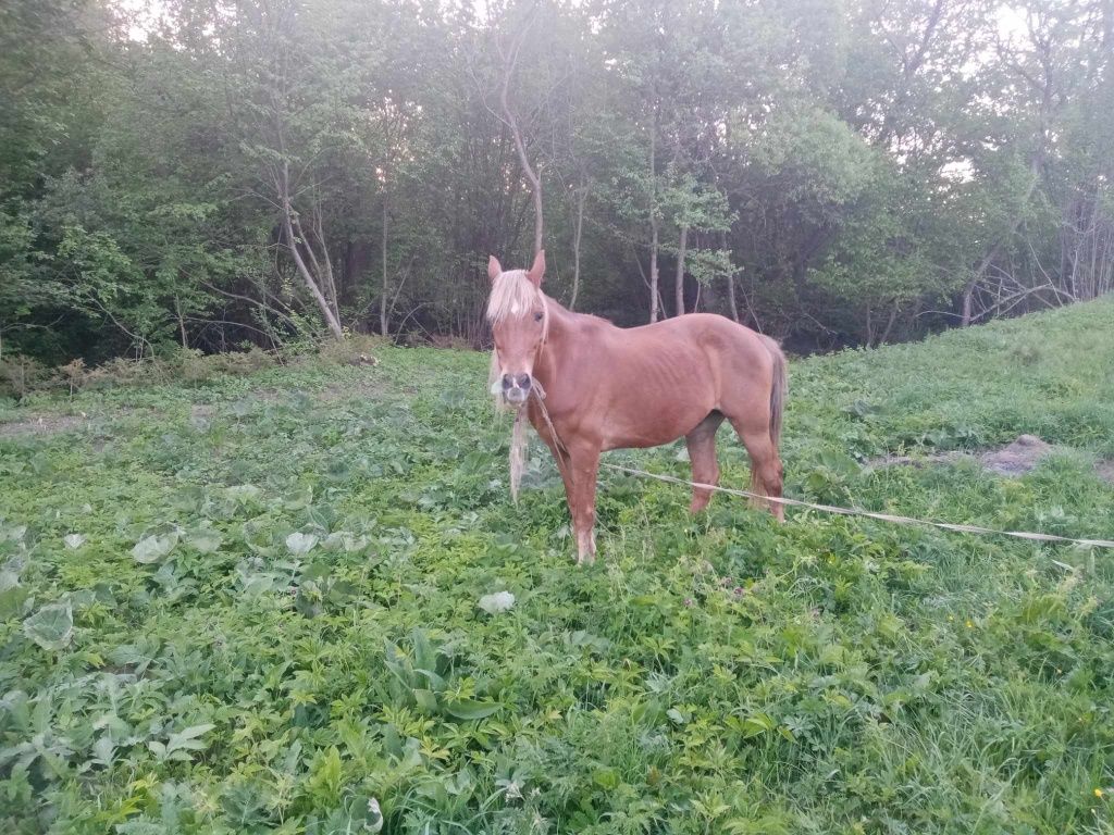 Продам коня Срочно