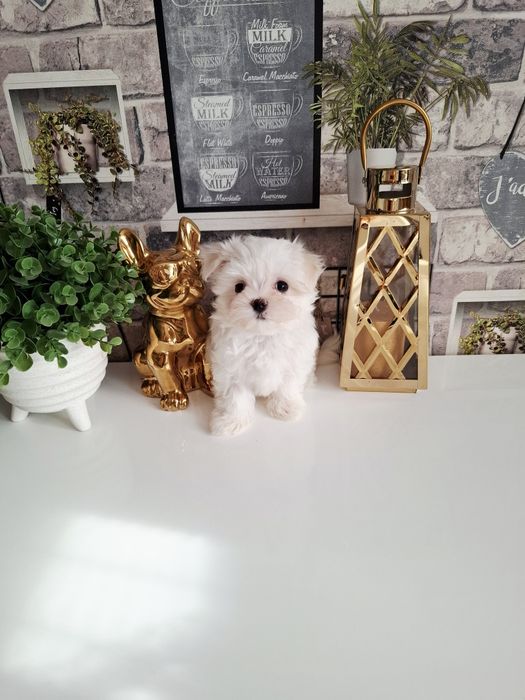 Malutka suczka Maltańczyk