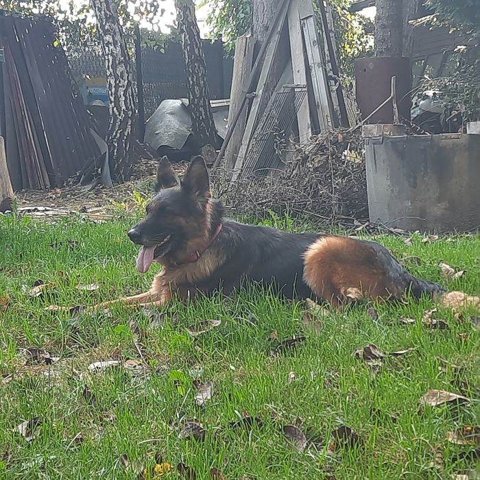 Owczarek niemiecki suczka