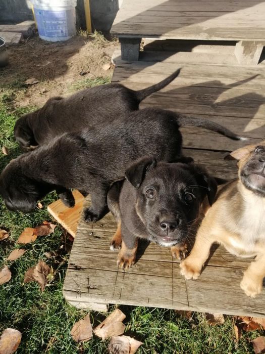 Oddam szczeniaki w dobre ręce