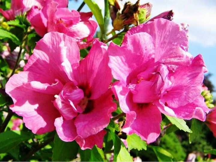 Hibiskus syriacus DUC de BRABANT