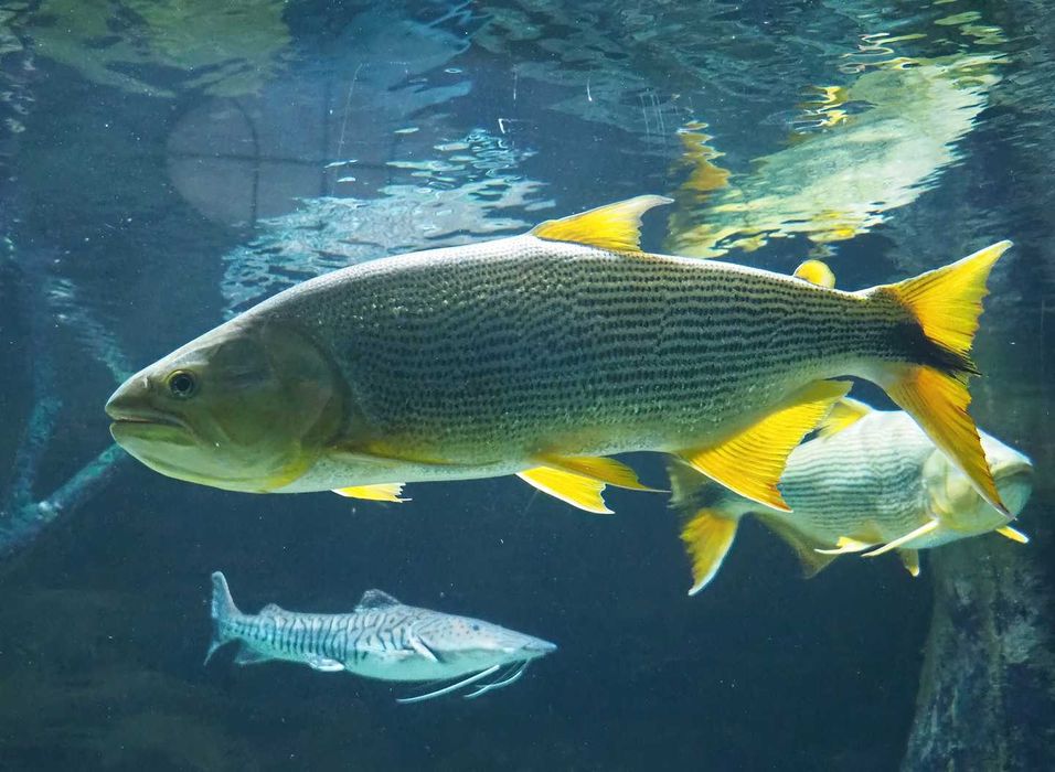 TABU GOLDEN DORADO Salminus maxilosus 43cm