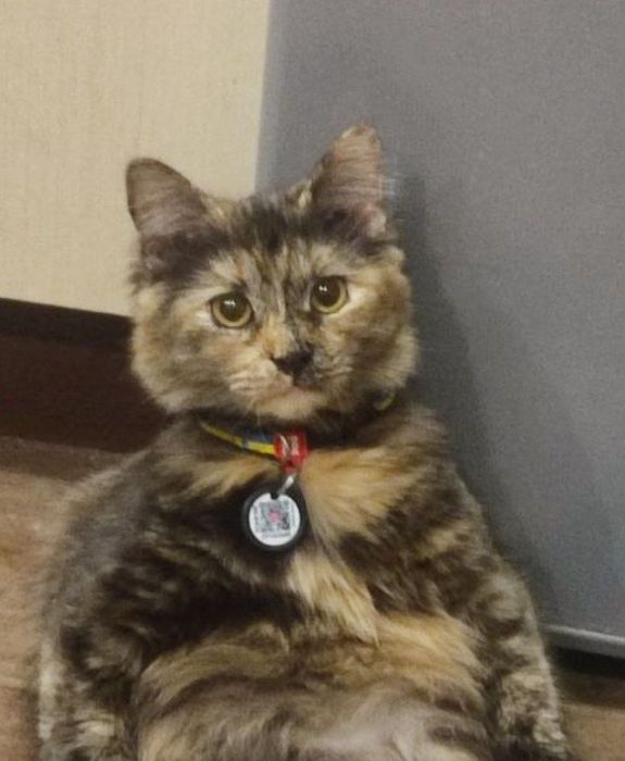 Загубилась кішка