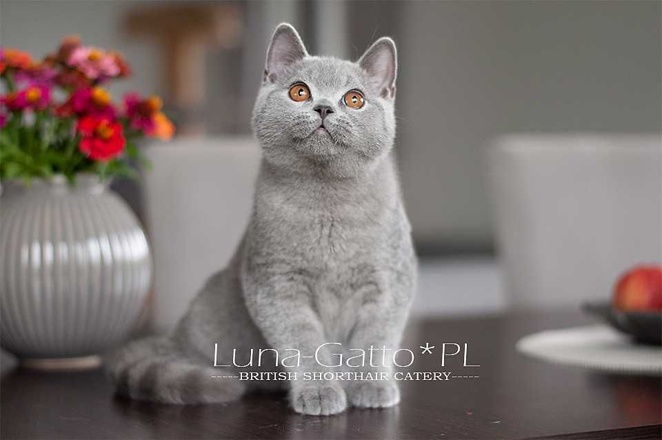 Kocur brytyjski, kot brytyjski niebieski - Rodowód FIFe