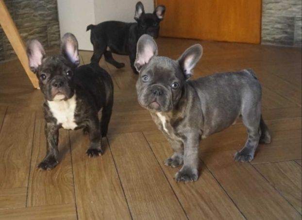 Buldog francuski cudny szczeniak