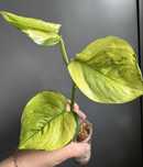 Epipremnum Manjula Golden