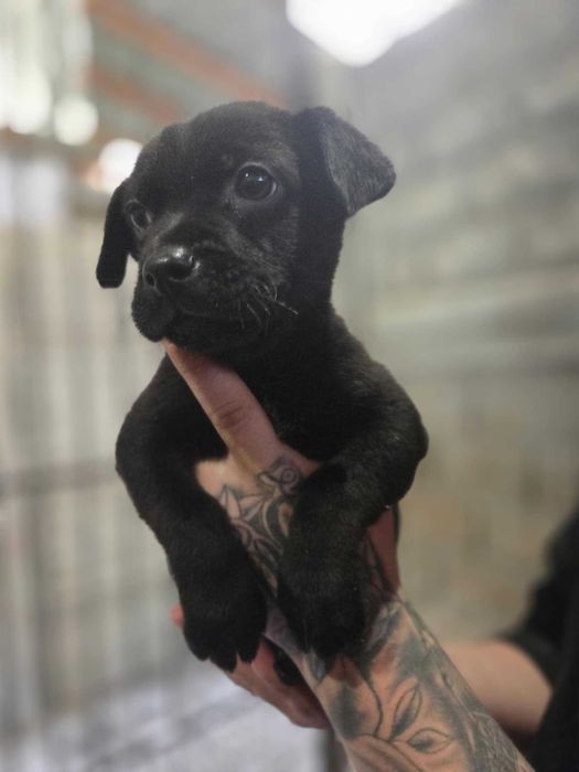 jamnik mix Szczeniaki szukają domów -schronisko Zgierz-aktualne