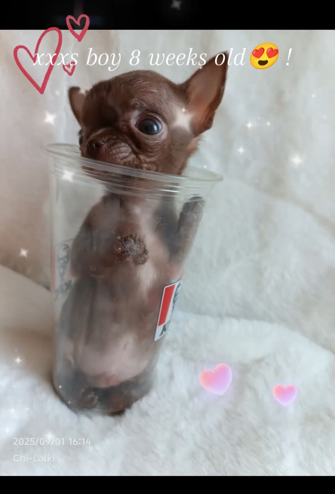 Chihuahua  xxxs chłopiec krótkowłosy samiec piesek zarezerwowany
