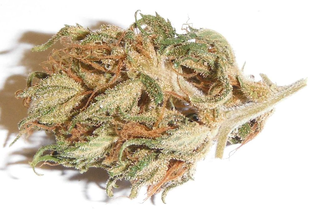 Susz konopny CBD CBG 100% Polska uprawa Naturalny!