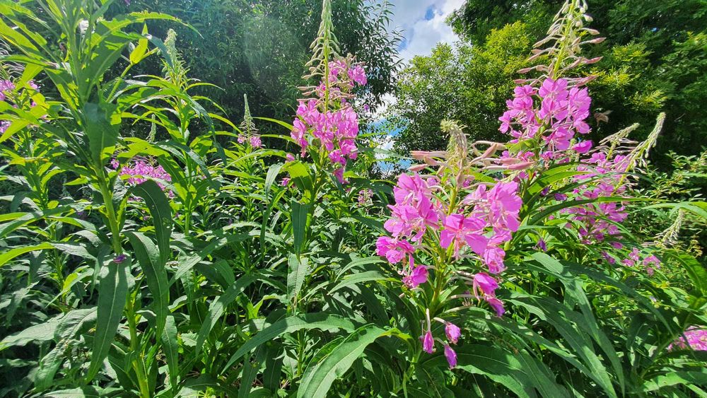 Wierzbówka Kiprzyca (Chamaenerion angustifolium) na wzmocnienie