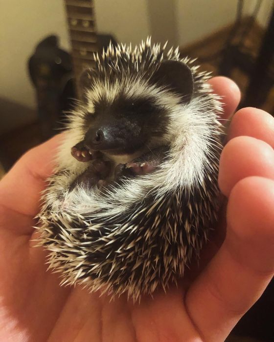 Młode Jeżyki Pigmejskie