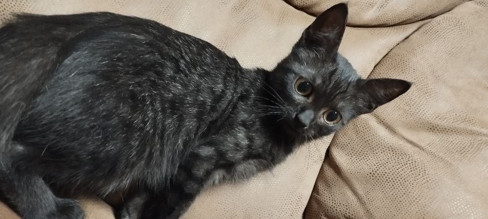 Котята комочки счастья в добрые руки