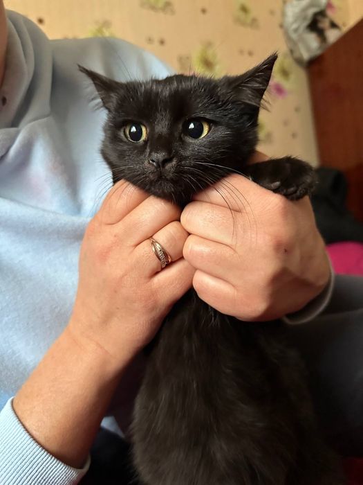 Котенята,котик і кішечка