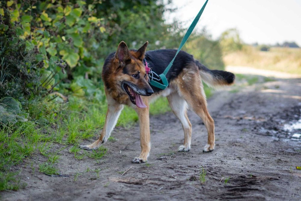 Posłuszny Axel owczarek pilnie szuka domku