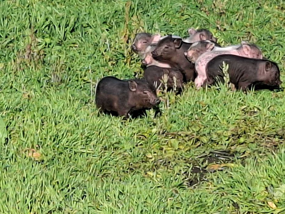 Ветнамские поросята ляли