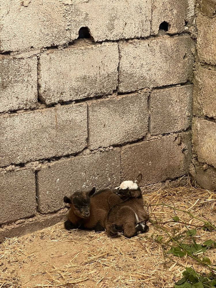Cabrito Anão Novo