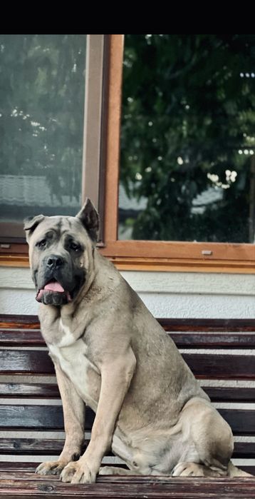 Кане Корсо кобель вязка