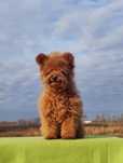Эксклюзивный Teddy Bear