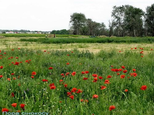 Земельный участок возле соснового бора на озере Сомивка