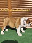 Buldog Angielski ZKwP FCI