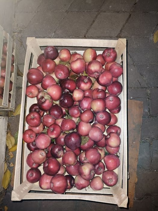 Jabłka dobre, niepreskane z własnego sadu