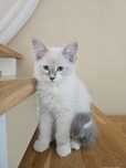 Kocurek Ragdoll