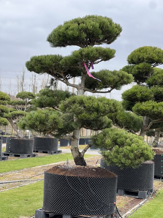 Bonsai Niwaki sosna duże drzewa formowane