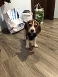 Beagle Tricolor! Wybitne szczeniaki z rodowodem.