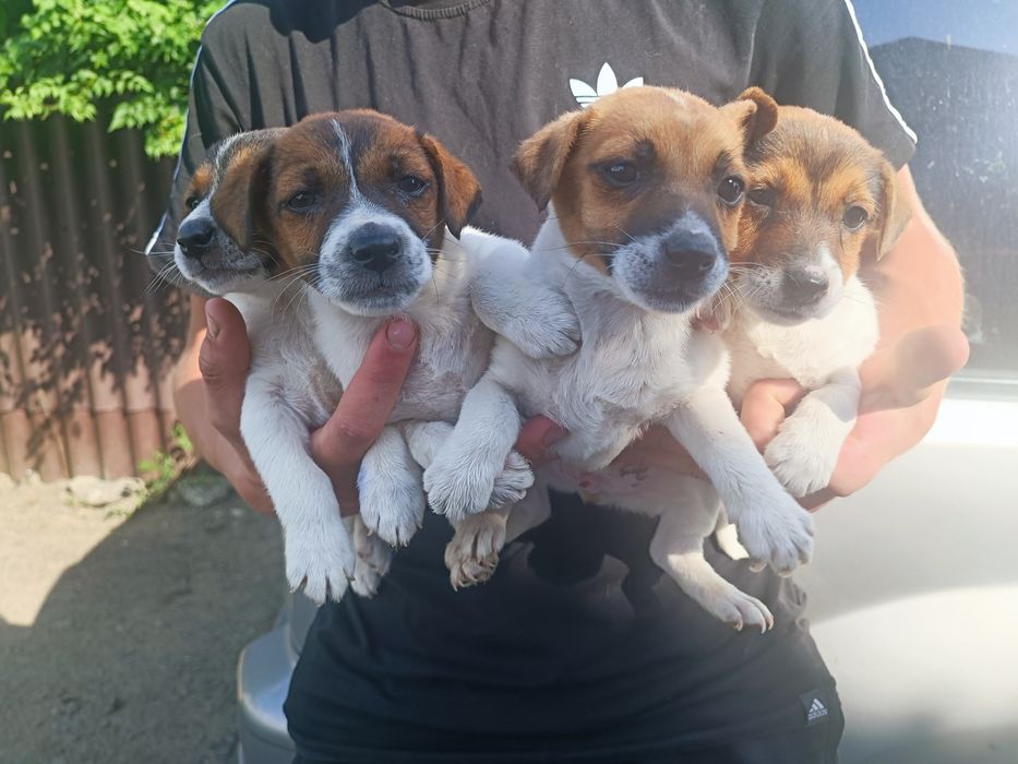 Джек-рассел-терьер мальчишки одесские