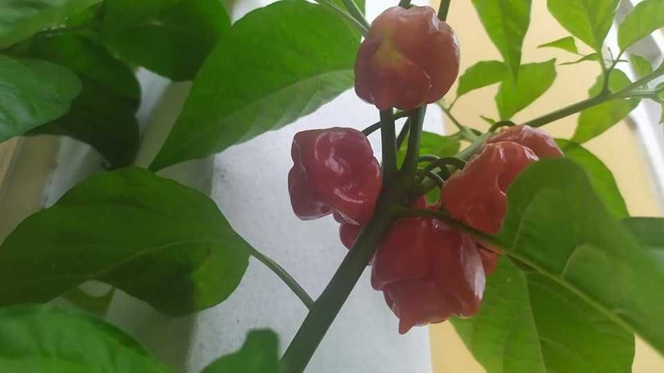 10 Sementes Trinidad Moruga Scorpion Vermelha ou Amarela Malagueta