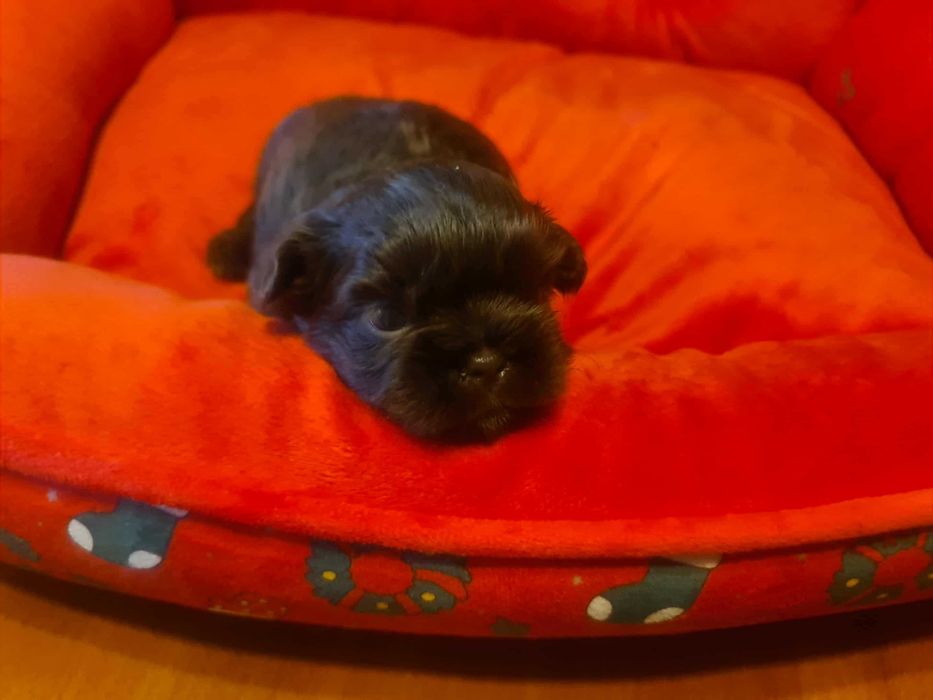 Suczka Shih Tzu  czekoladowa